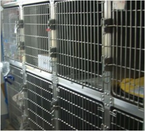 中型犬・大型犬用入院設備