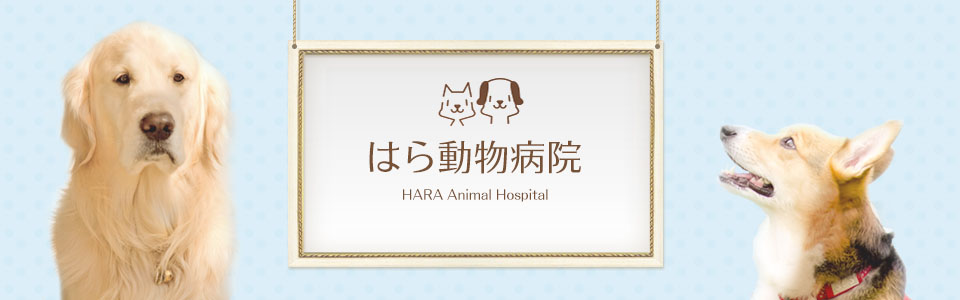 ペットの目に関する症状など、北九州のはら動物病院にお任せ下さい。